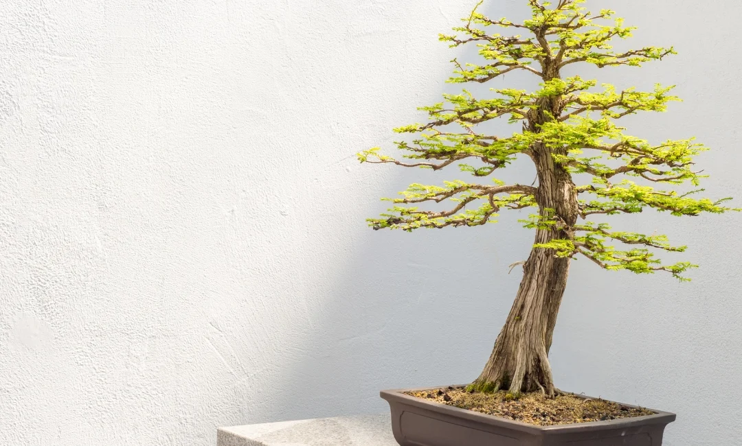 Bonsai Shop Online