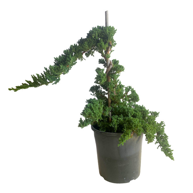 3 x Juniper Squamata Bonsai Starters - Staked 200mm