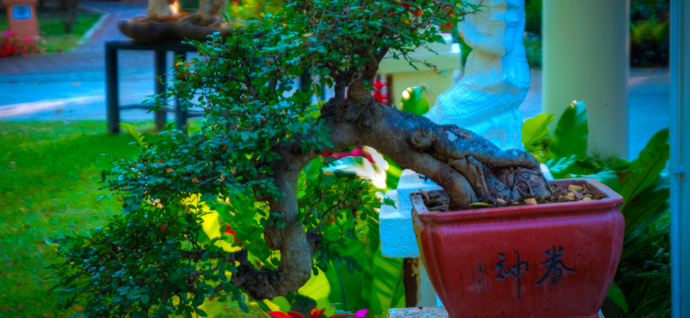 Best Planting Locations for a Beautiful, Bountiful Bonsai
