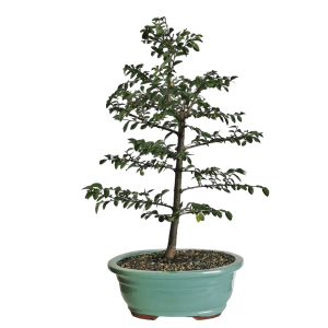 Chinese Elm DIY Bonsai Tree Kit - Medium