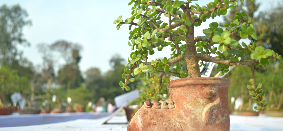 What You Should Do When Your Jade Bonsai Loses Its Leaves