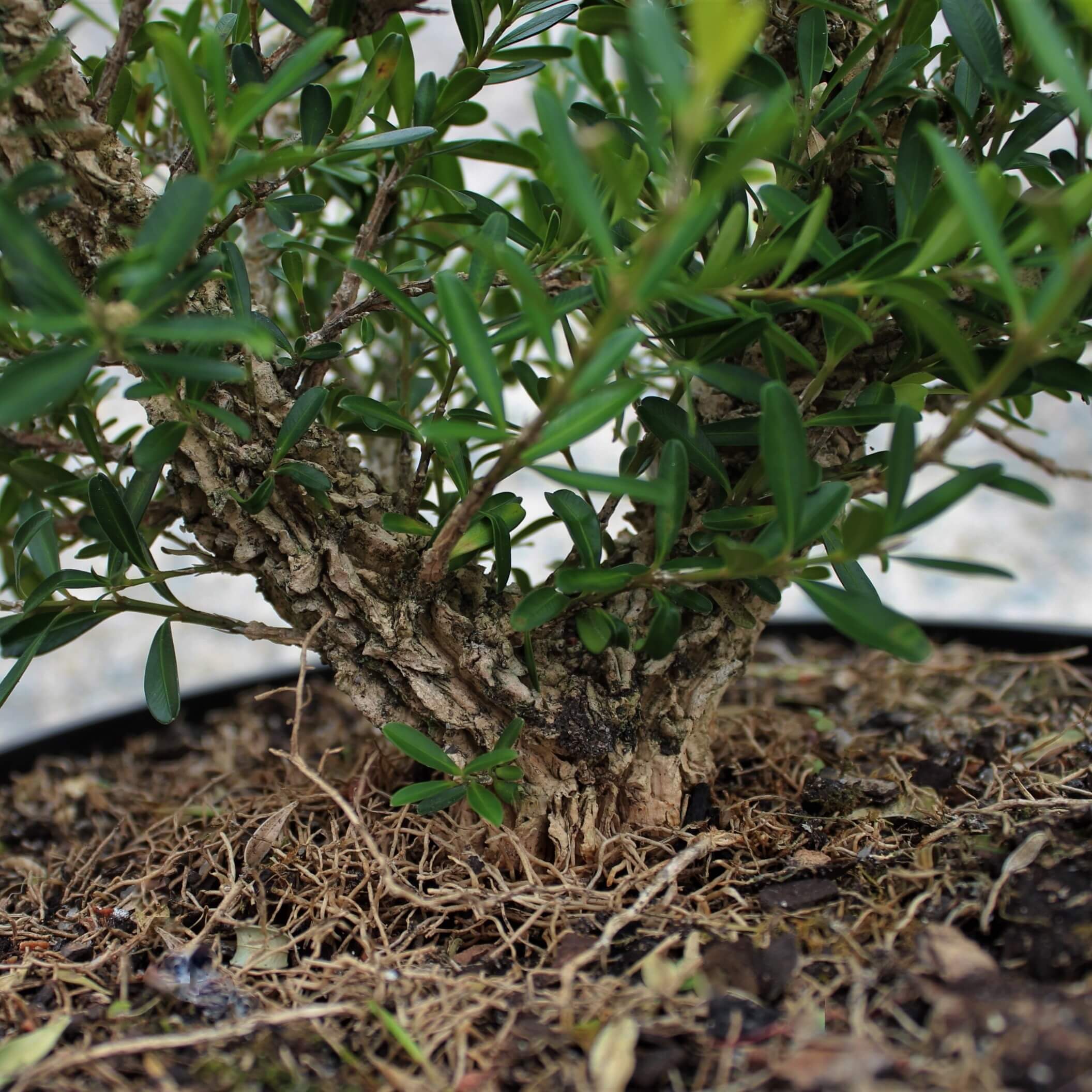 Buxus Authentic Bonsai Tree - "Komono" Kit - Image 5
