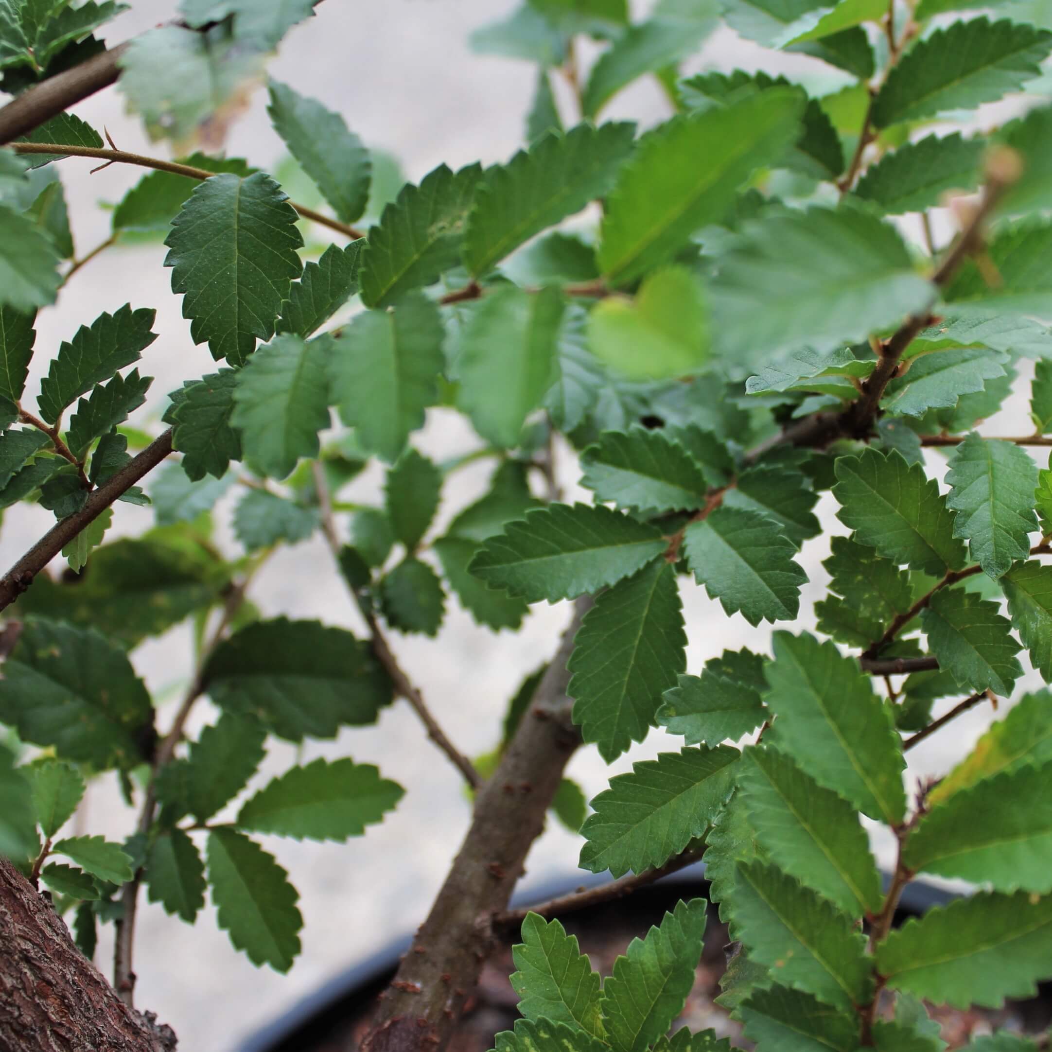 Chinese Elm Bonsai Tree Starter - Medium - Image 2