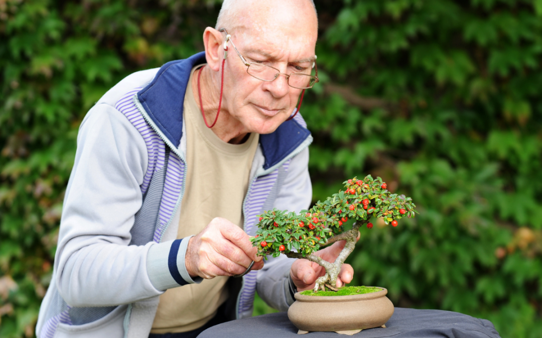 How to Make Your Home Look Fresher and More Elegant with a Bonsai