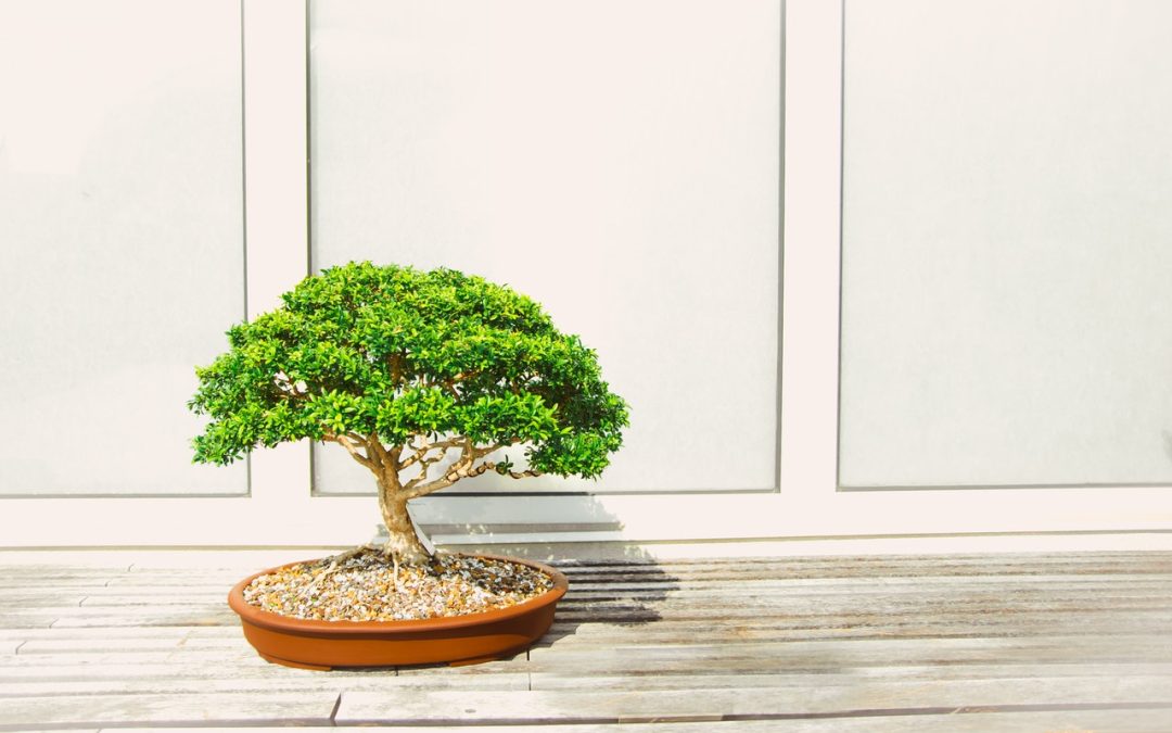 bonsai