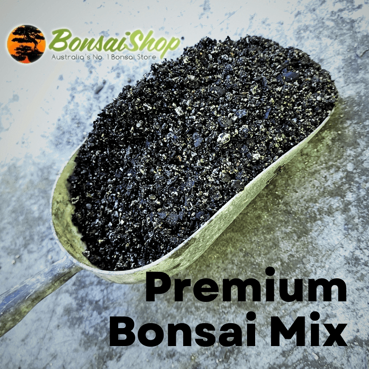 Best mix in the bonsai world