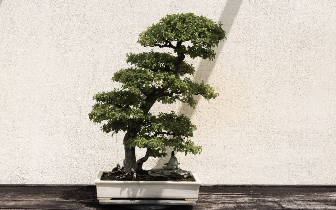 bonsai