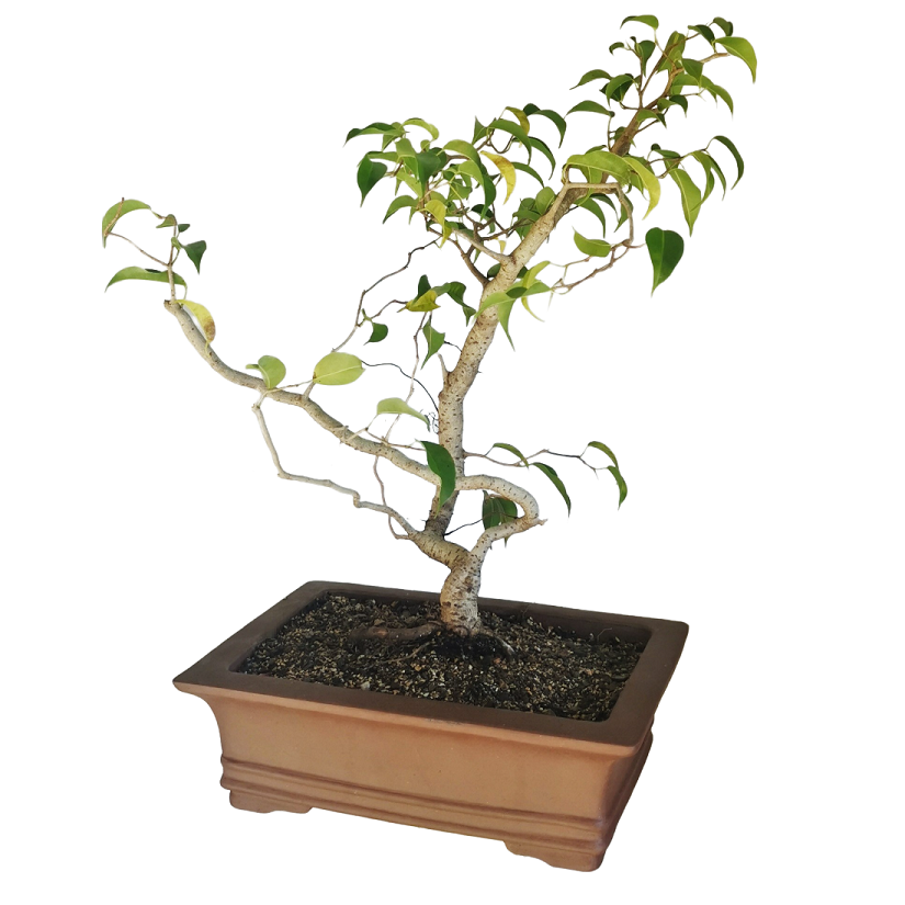 Ficus Benjamina DIY Bonsai Tree - Medium