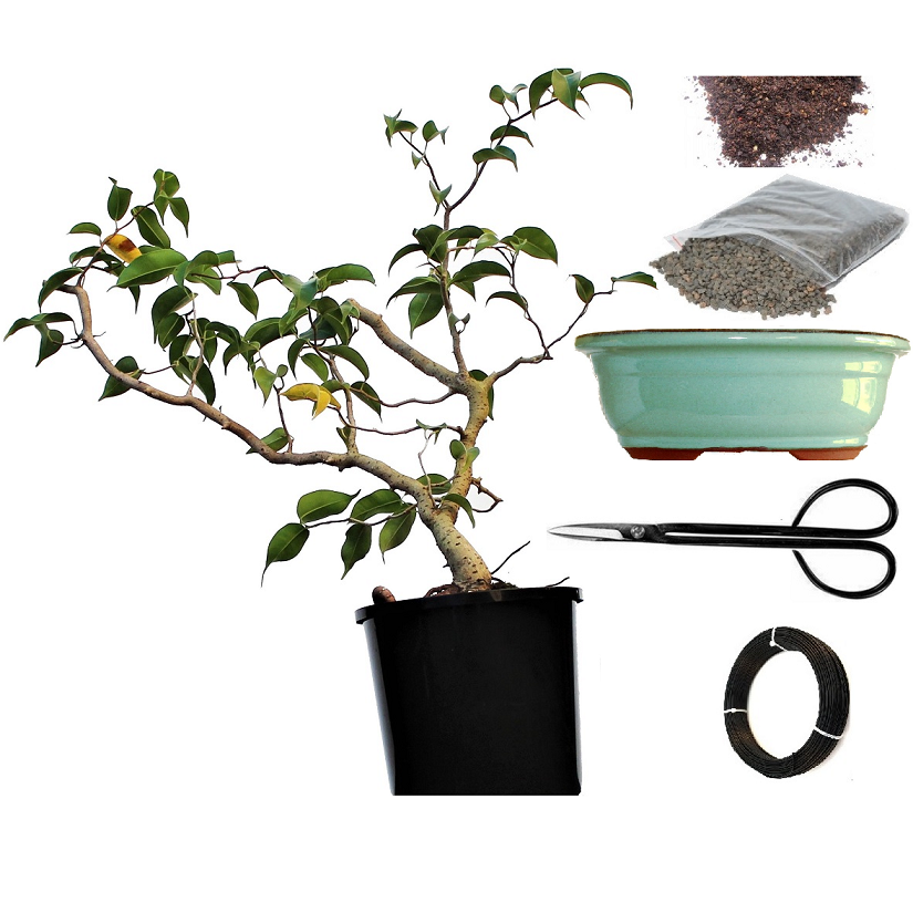 Ficus Benjamina DIY Bonsai Tree - Medium - Image 2
