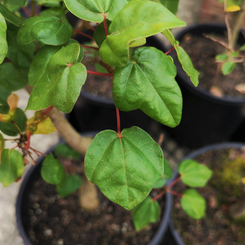 Maple Tree Bonsai Starter - Image 2