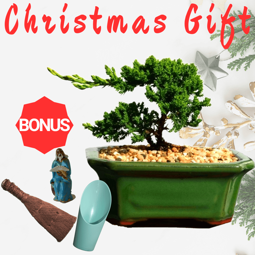 Christmas Gift - Juniper Bonsai Tree Kit