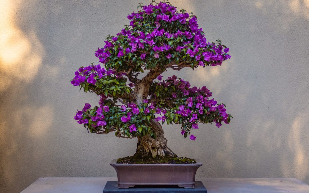 Bonsai Trees 101: Bonsai Trees and Oxygen