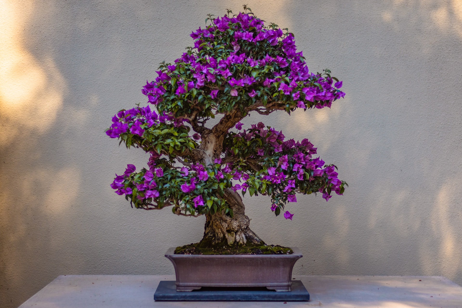 bonsai tree with purple flowers