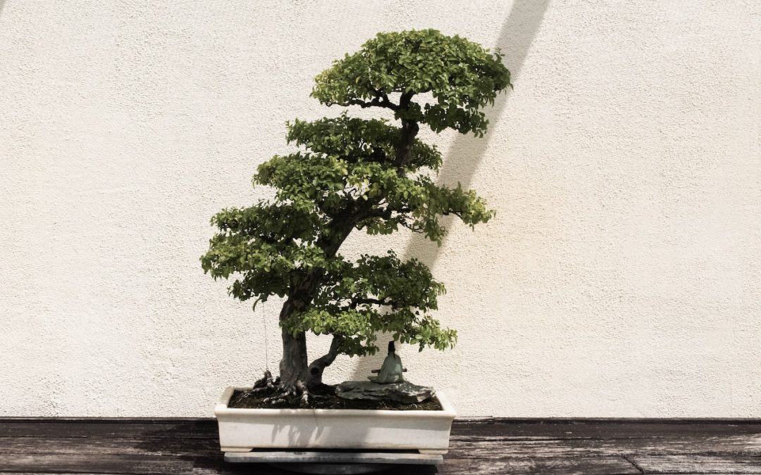 bonsai