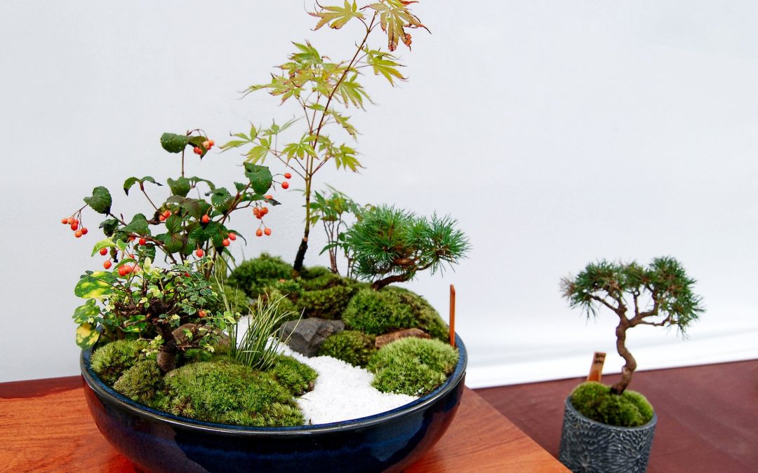 bonsai plants