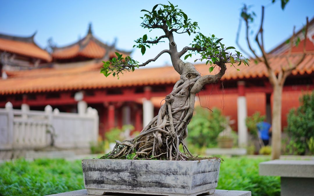 bonsai tree