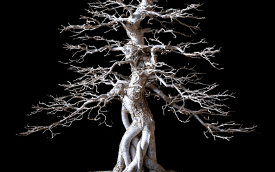 Learn about Chinese Elm Bonsai. Your Questions Answered