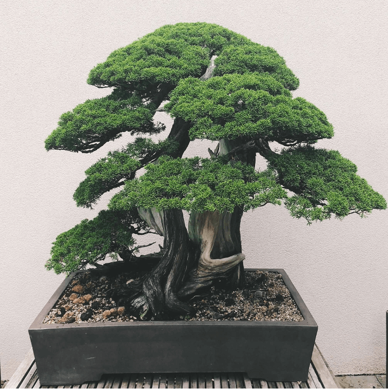 Juniper Squamata Assorted Bonsai Starters - Image 6