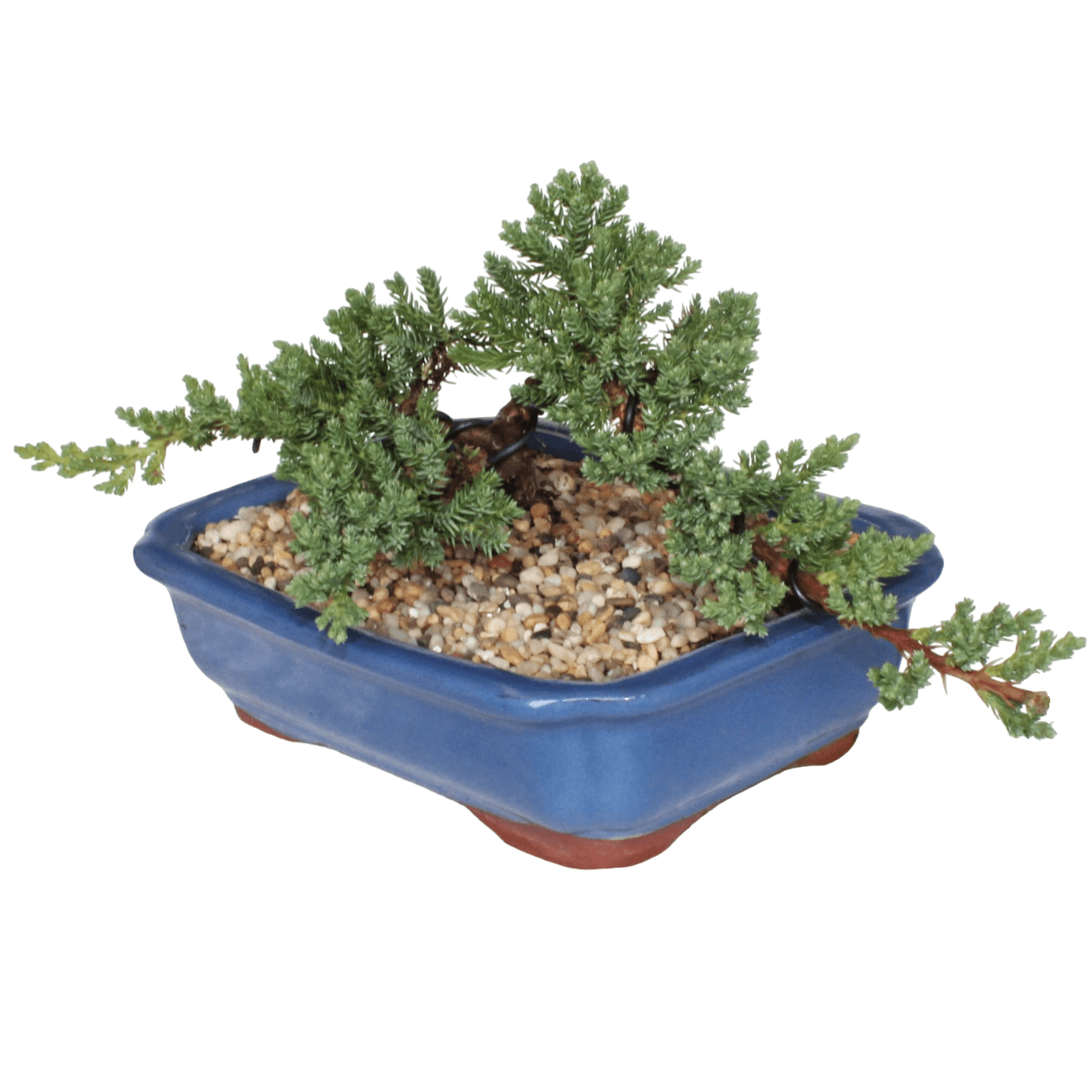 Juniper Squamata Assorted Bonsai Starters - Image 3