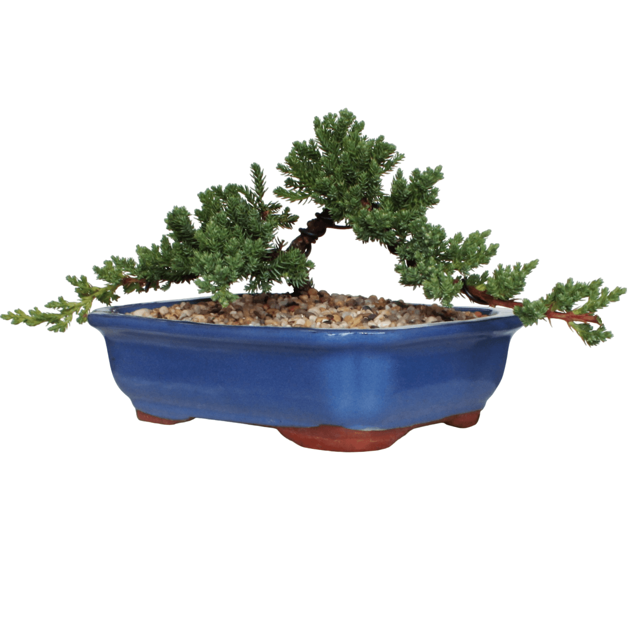 Juniper Squamata Assorted Bonsai Starters - Image 4