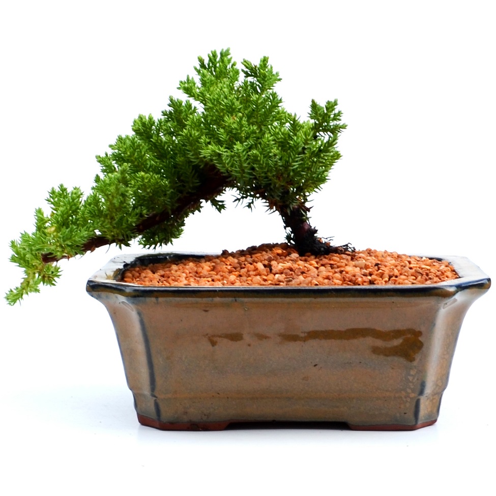 Juniper Squamata Bonsai Tree Kit Medium Buy Bonsai