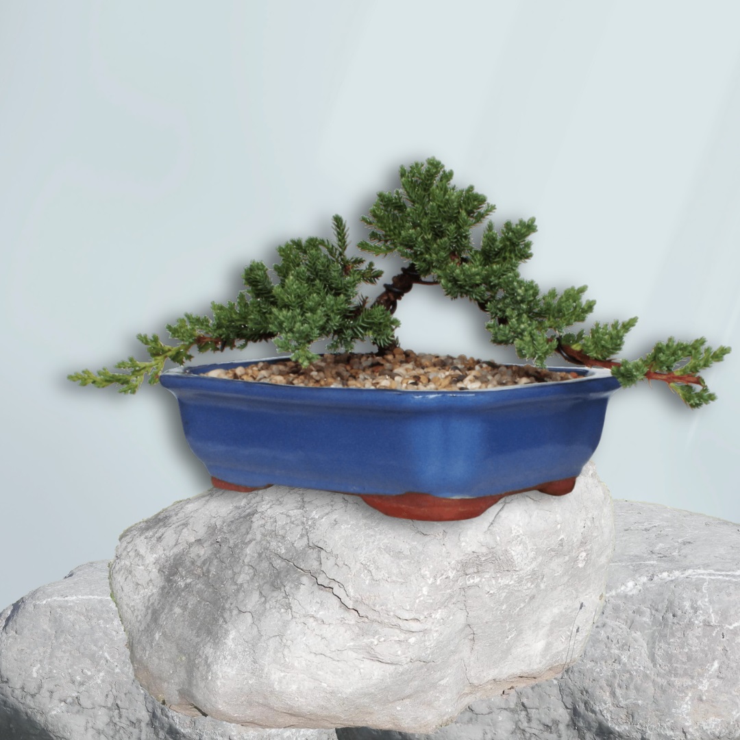 Juniper Squamata Authentic Bonsai Tree - "Komono" Kit
