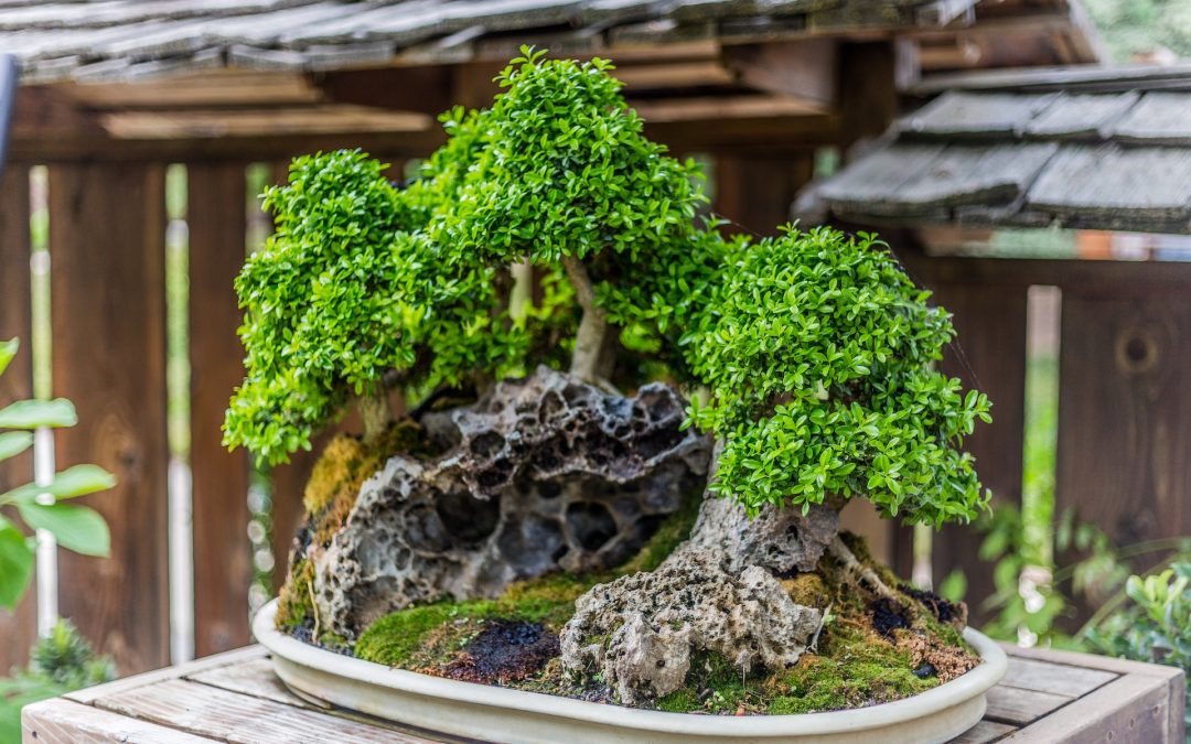 outdoor bonsai