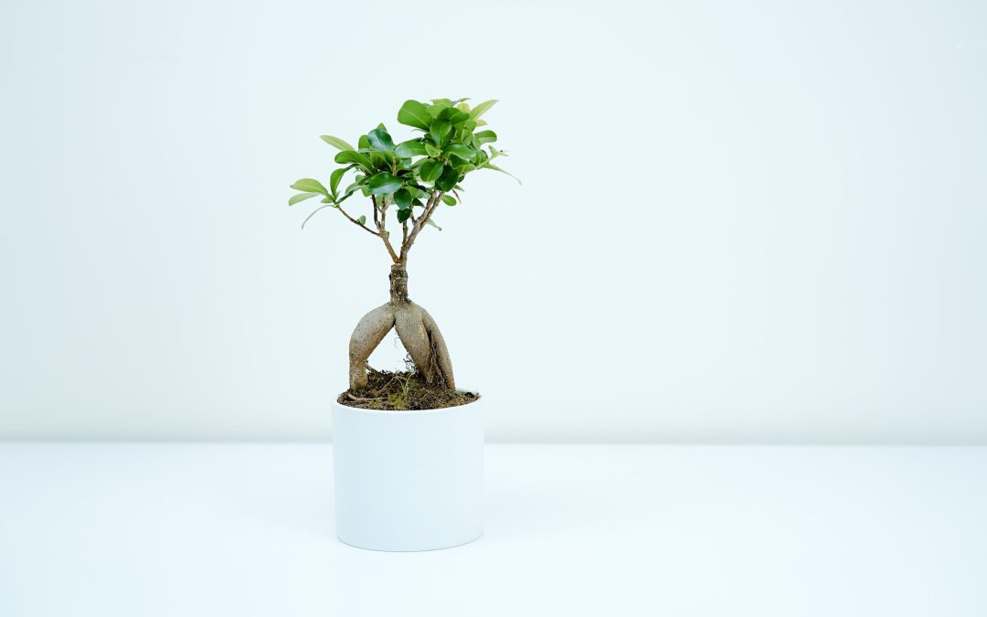 growing bonsai