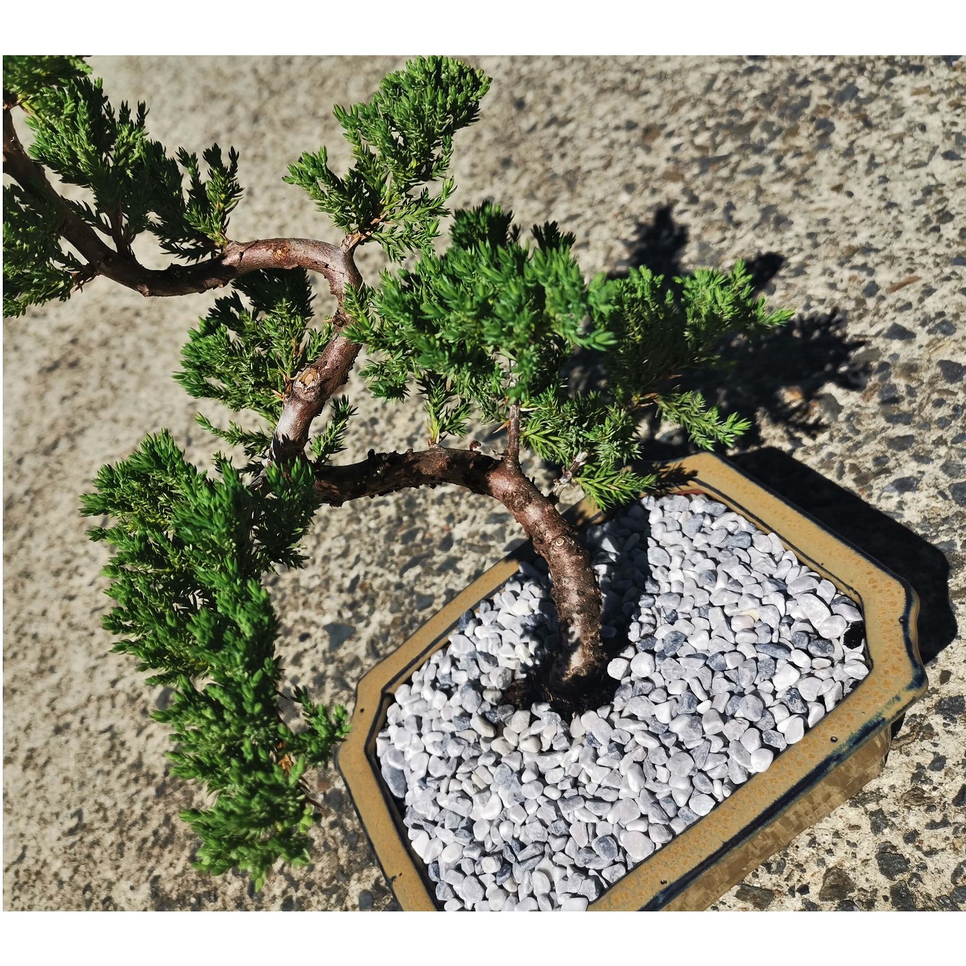 Juniper Bonsai Tree - Image 4