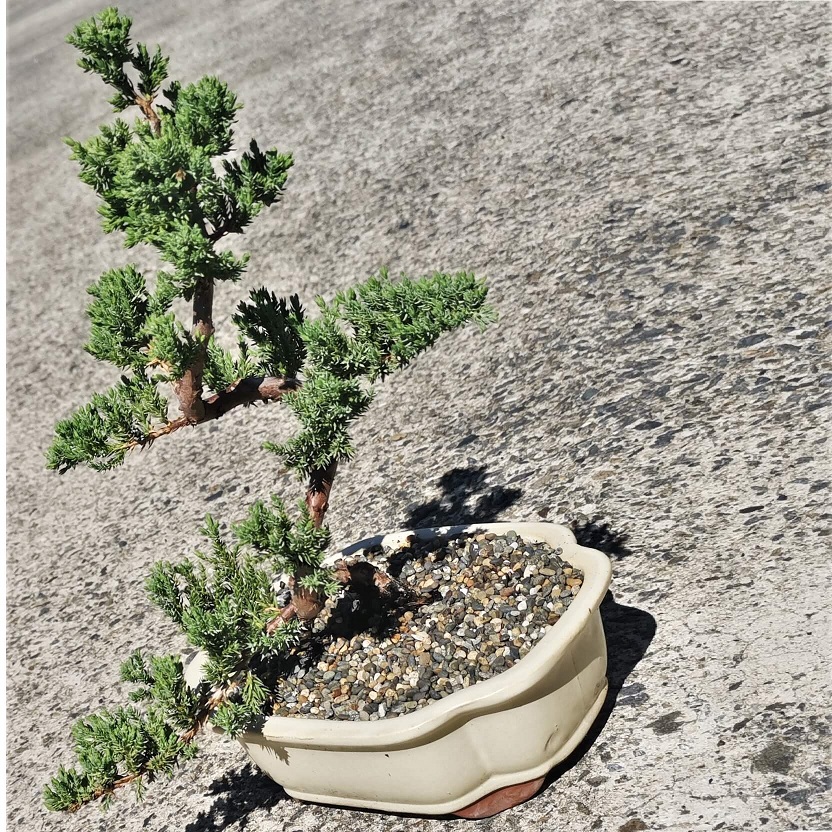 Juniper Bonsai Tree - Image 5