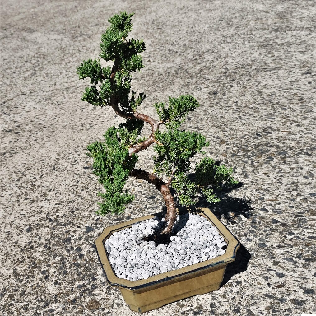 Juniper Bonsai Tree - Image 6