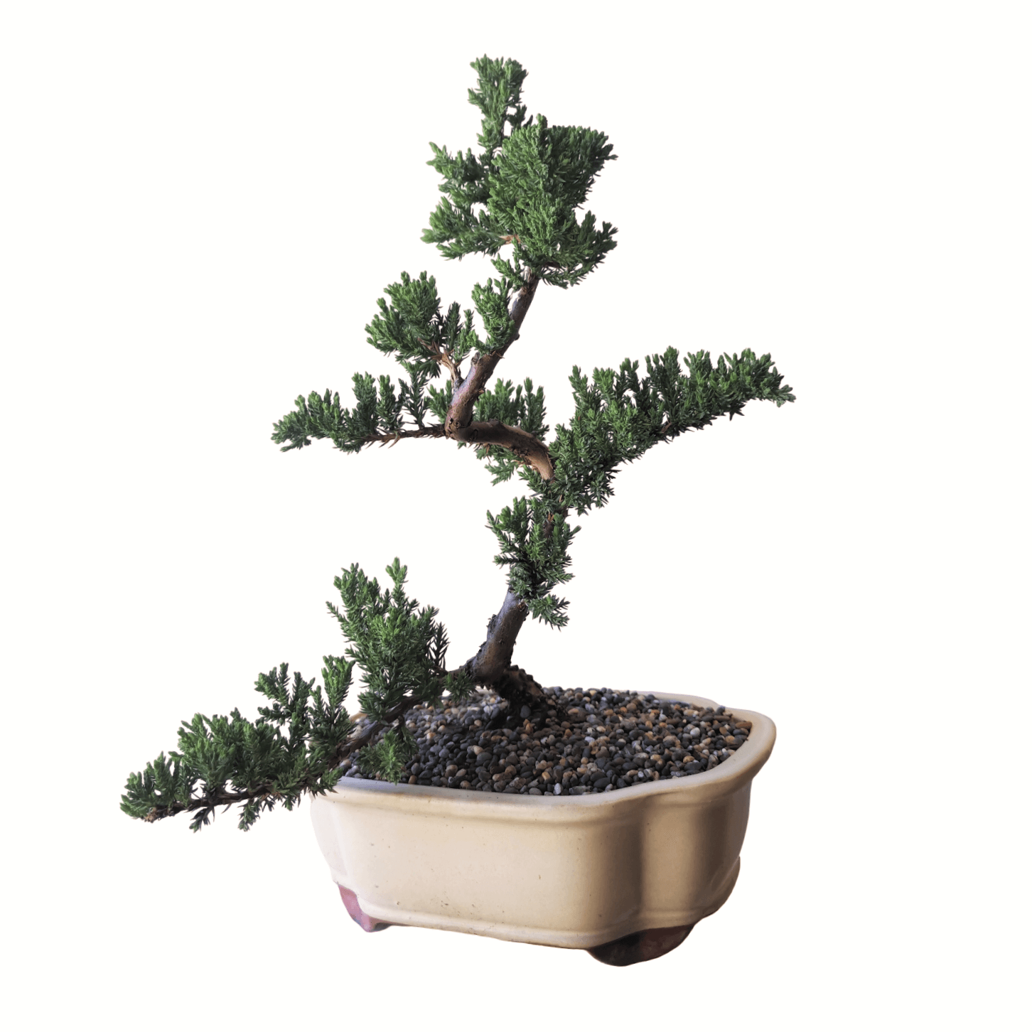 Juniper Bonsai Tree - Image 11