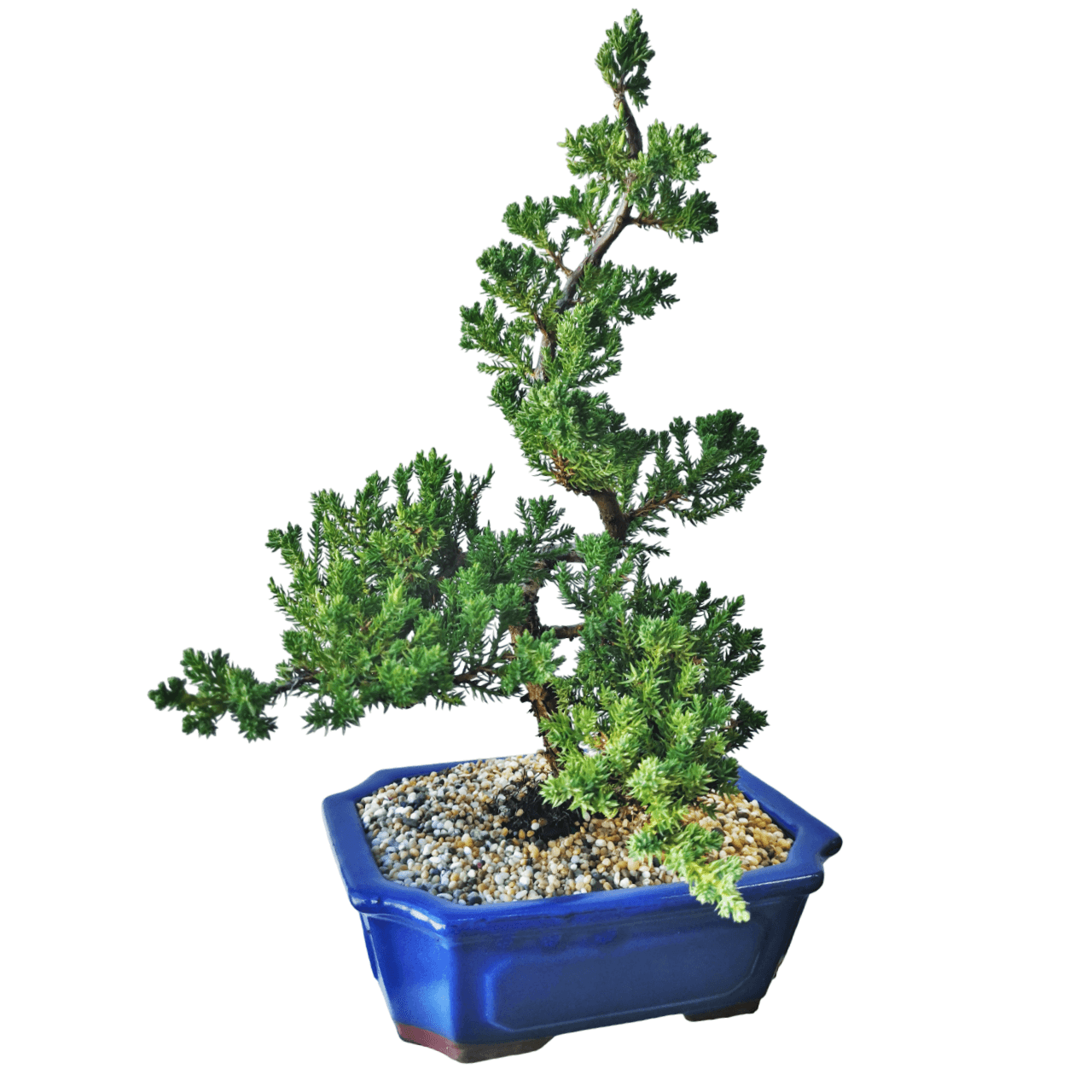 Juniper Bonsai Tree - Image 2