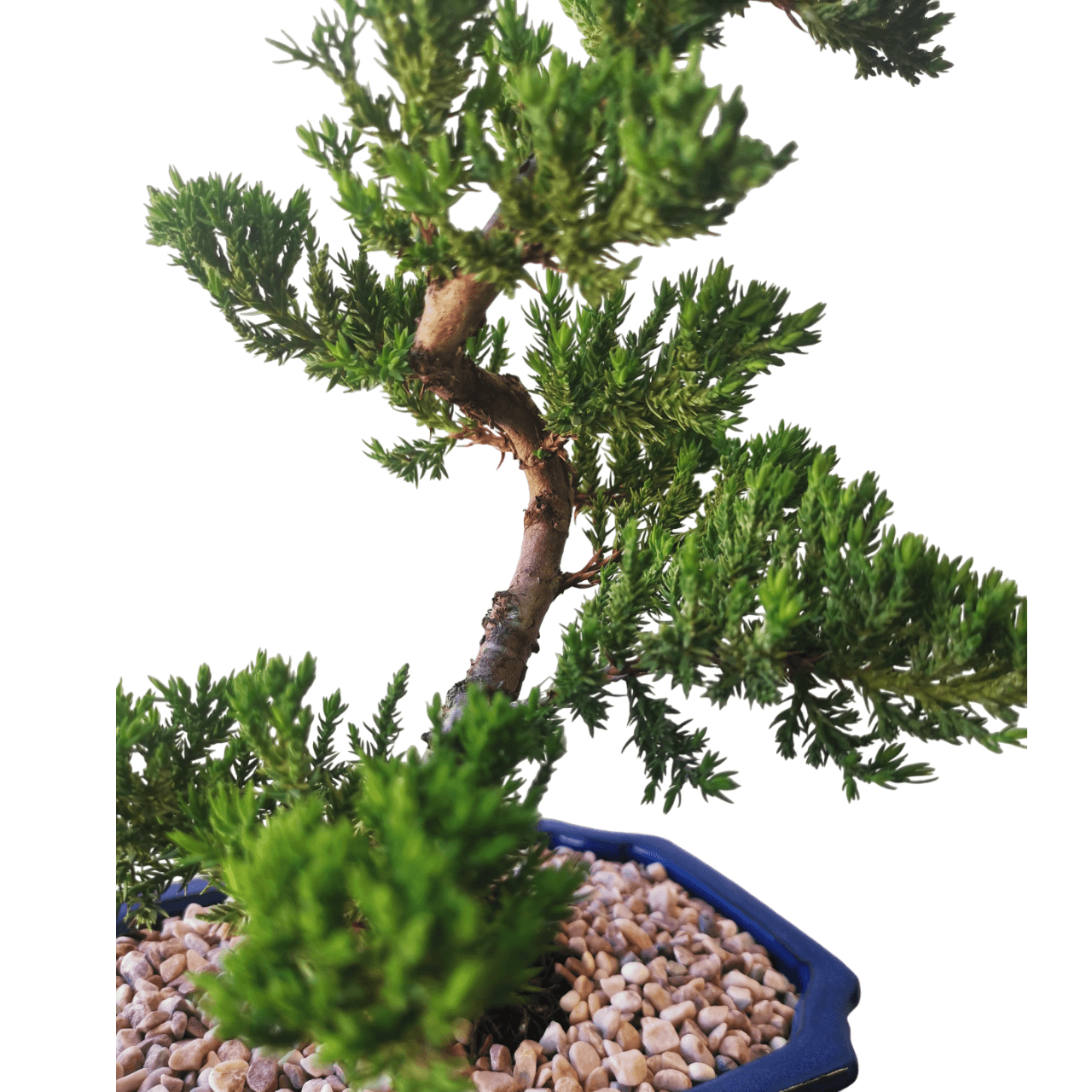 Juniper Bonsai Tree - Image 7