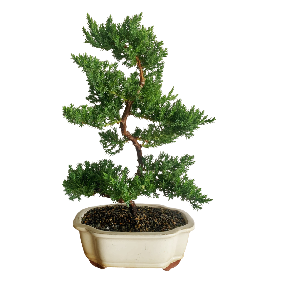 Juniper Bonsai Tree