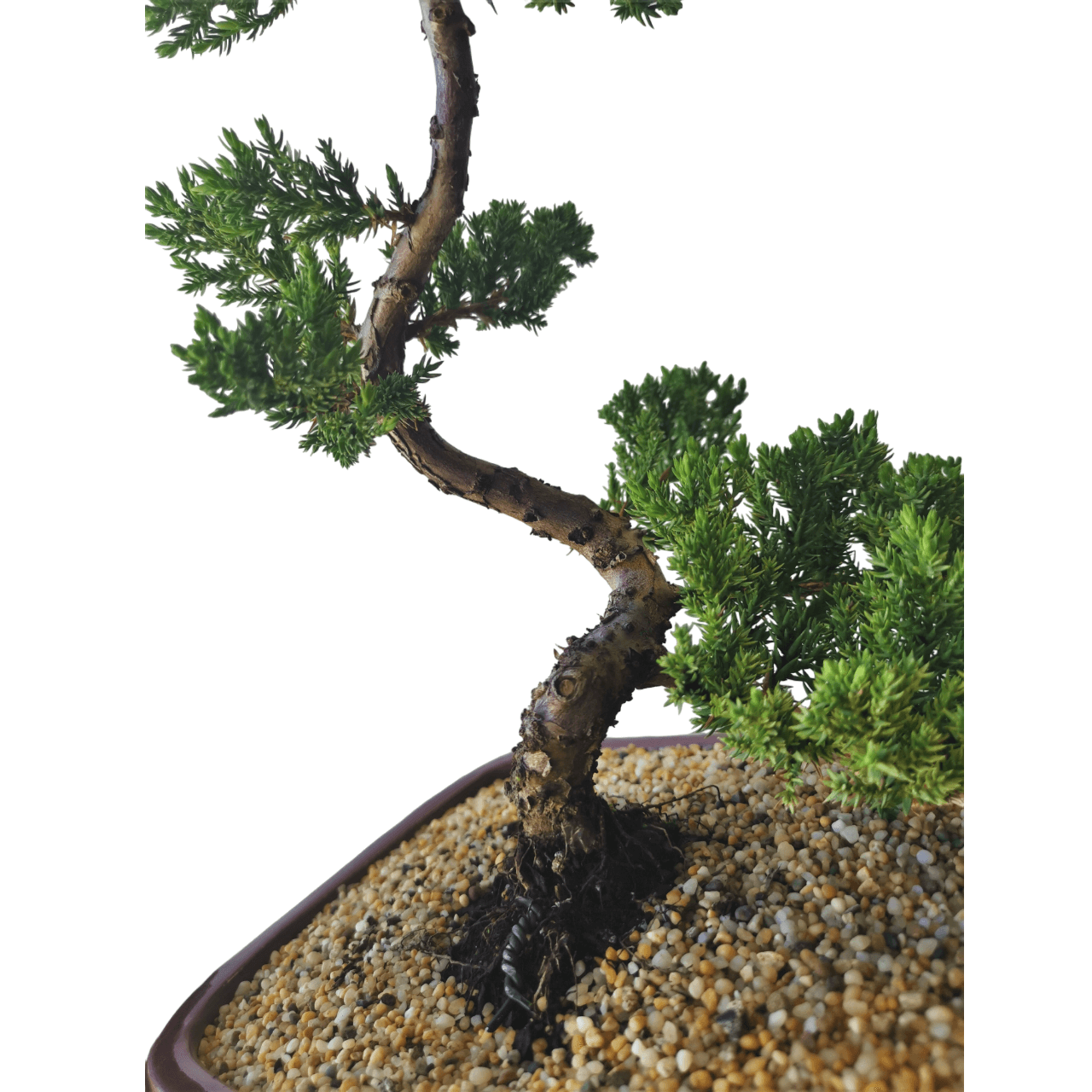 Juniper Bonsai Tree - Image 8