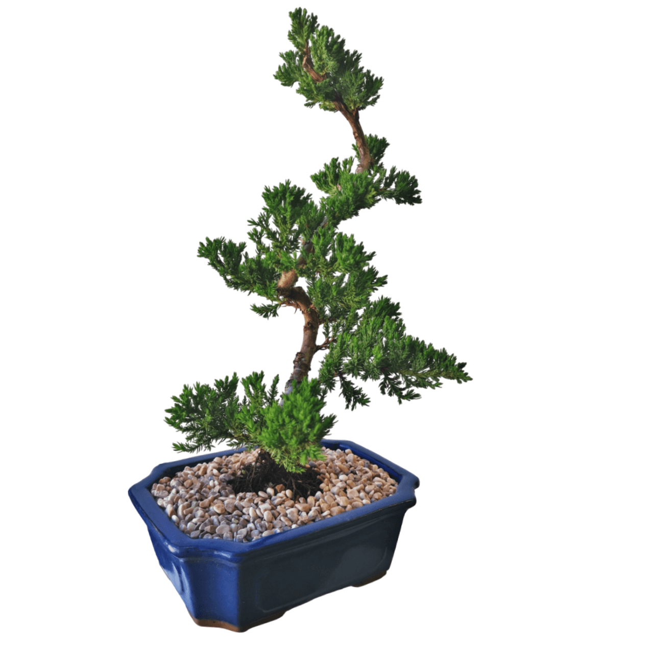 Juniper Bonsai Tree - Image 10