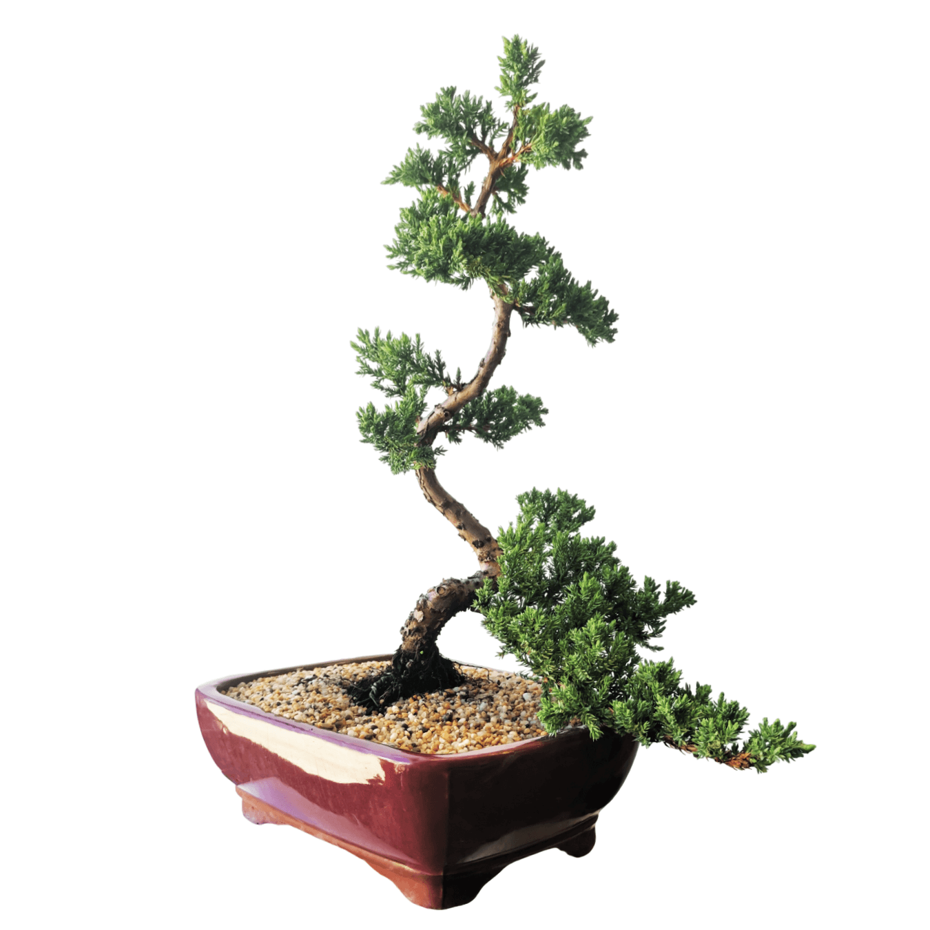 Juniper Bonsai Tree - Image 3