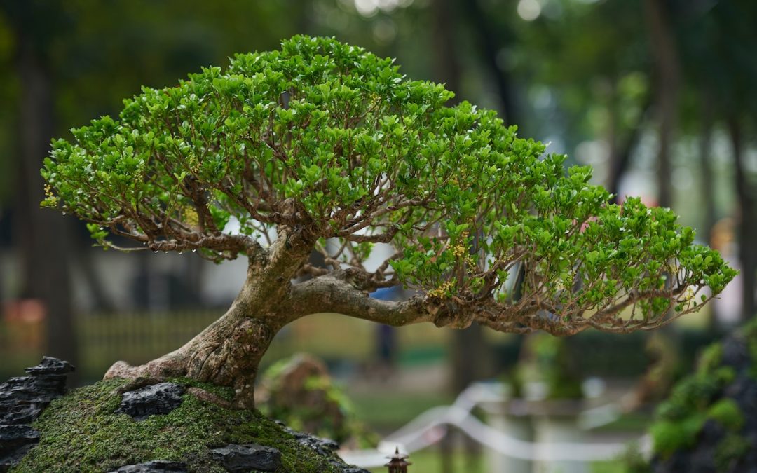 bonsai tree