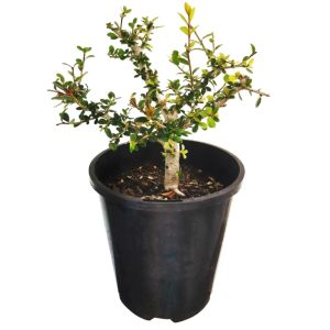 Bonsai Starter - Neea Buxifolia
