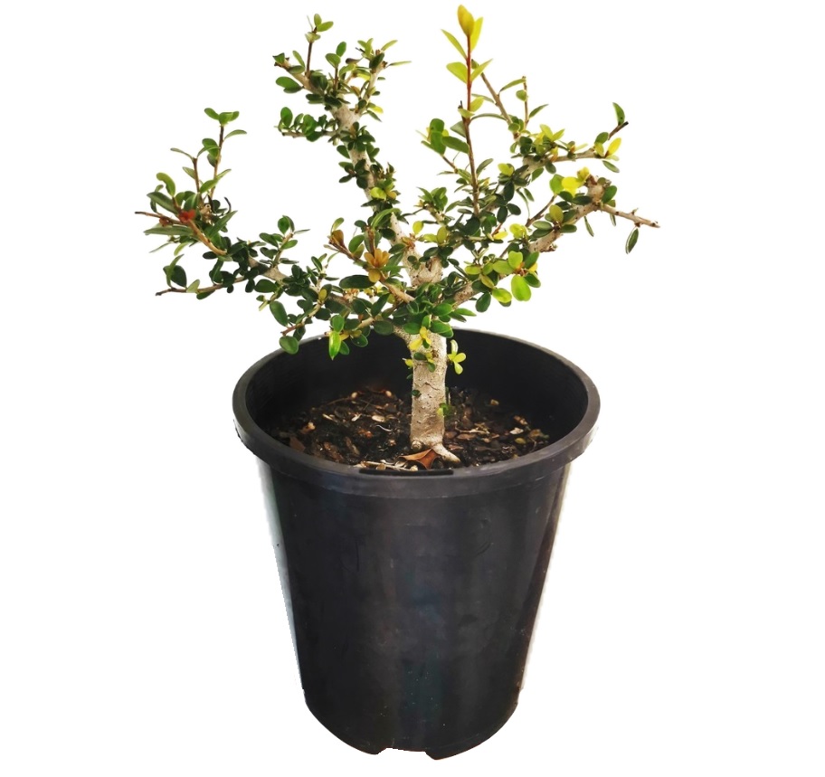 Bonsai Starter - Neea Buxifolia