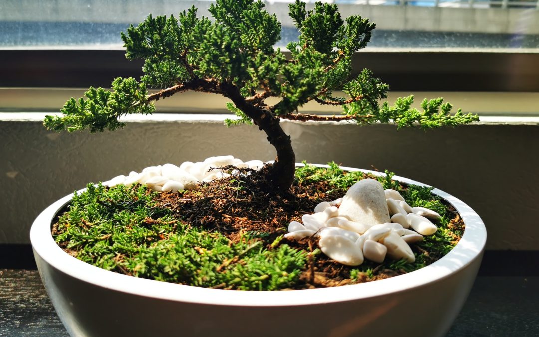 Bonsai Tree