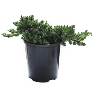 3 x Juniper Squamata Bonsai Starters - 175mm