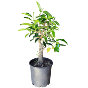 Assorted Ficus Bonsai Starters - Large