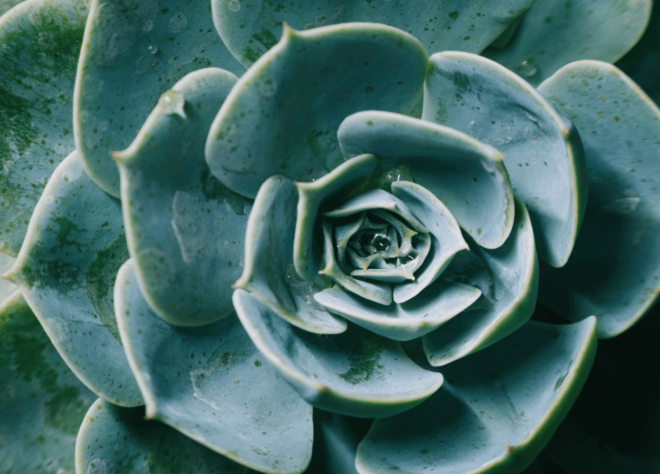 Using Bonsai Pots To Make Succulent Settings