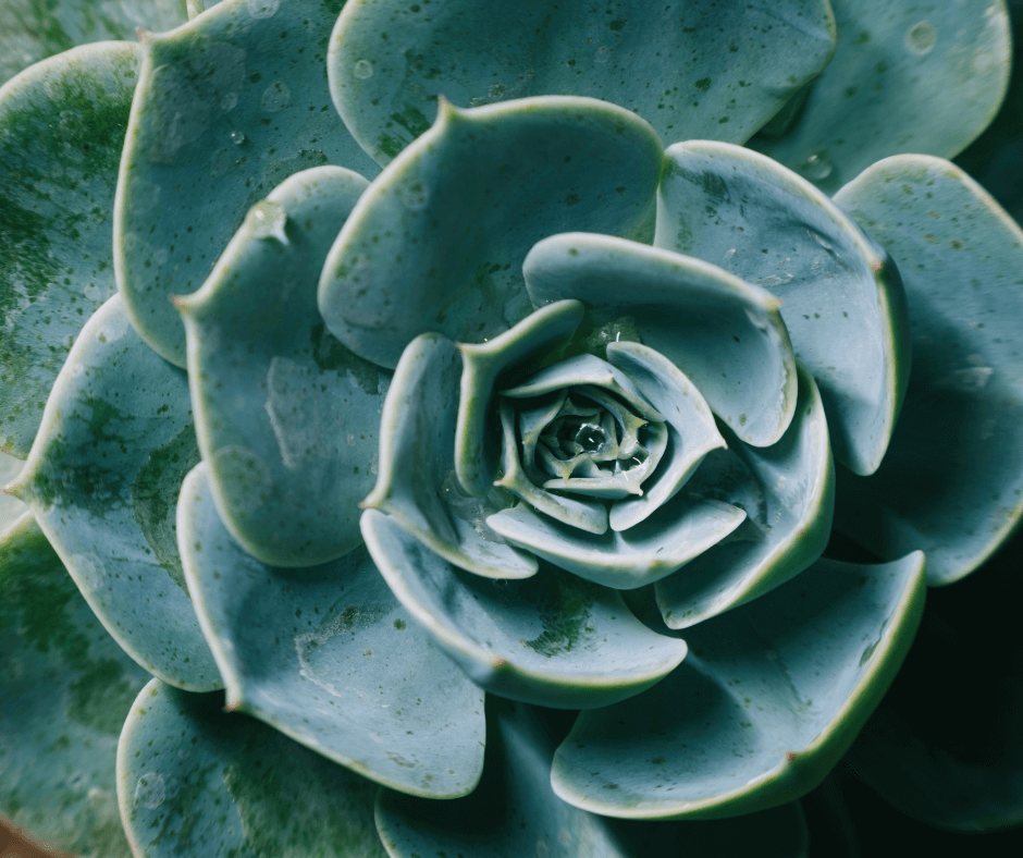Using Bonsai Pots To Make Succulent Settings