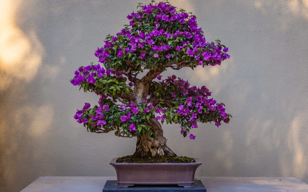 6 Tips for Perfecting Bonsai Tree Care in Australia