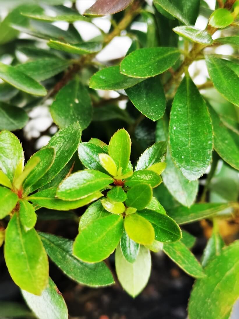 Azalea Bonsai Starter - 200mm Pre-Bonsai - Image 2