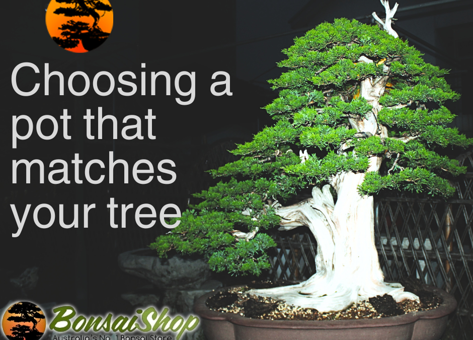 Make Sure Your Pot Matches Your Bonsai Style