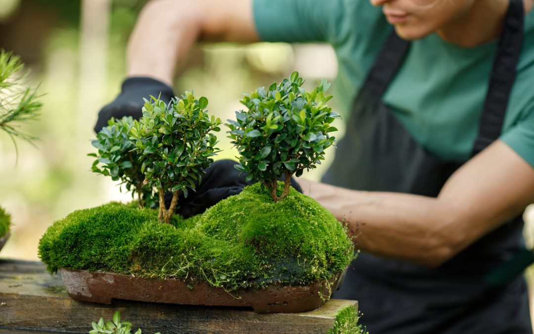 bonsai pruning